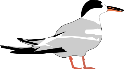 Tern clipart
