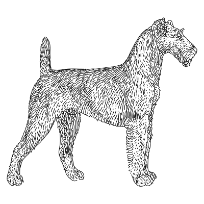 Terrier lineart clipart