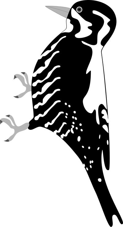 Three-toed Woodpecker clipart
