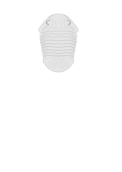 Trilobite - Asaphus clipart