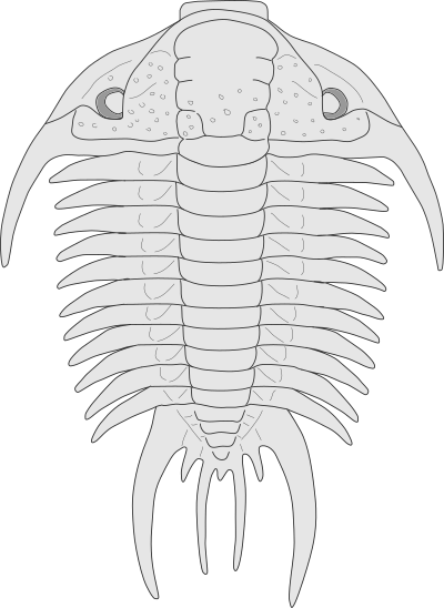 Trilobite - Paraceraurus clipart