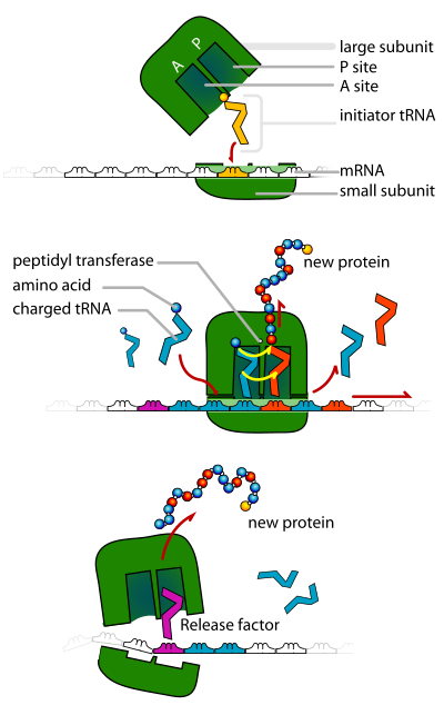 tRNA ribosomes clipart