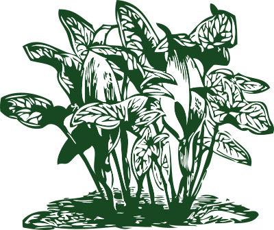 Tropical plants clipart