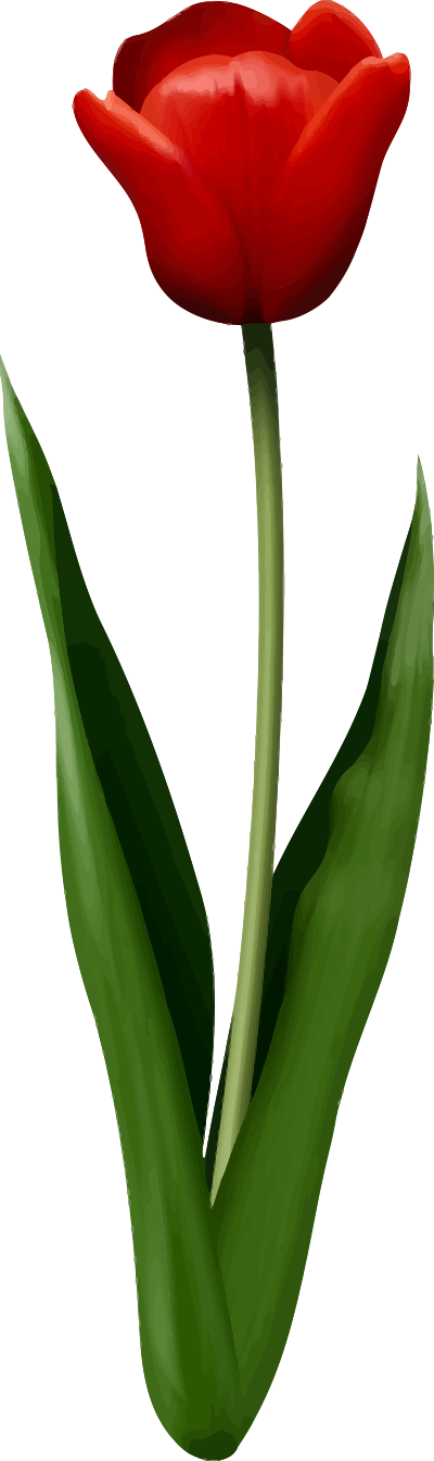 Tulip 2 clipart