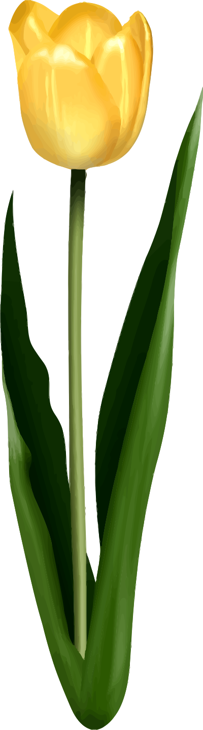 Tulip clipart