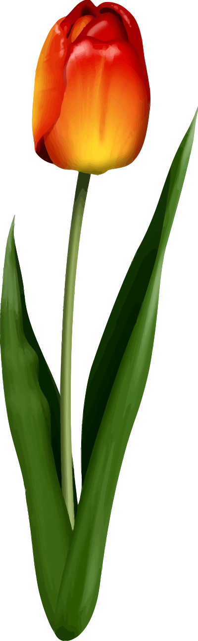 Tulip 3 clipart