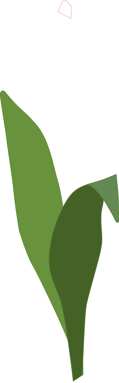 Tulip clipart
