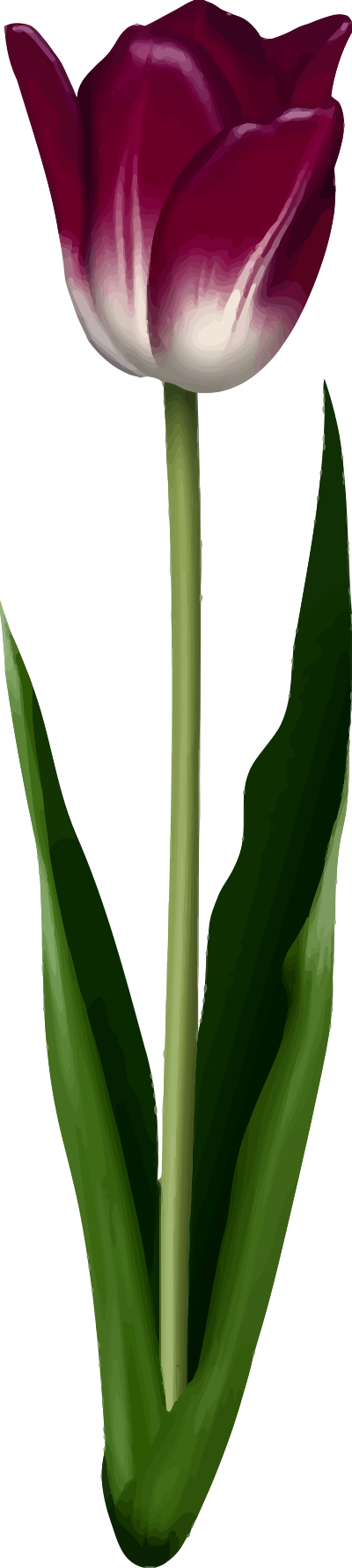 Tulip 4 clipart