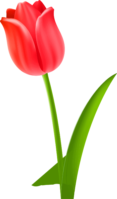 Tulip 5 clipart