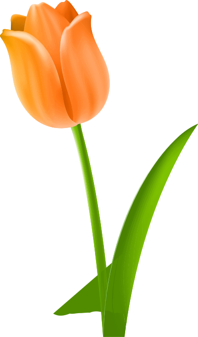 Tulip 5 (colour 2) clipart