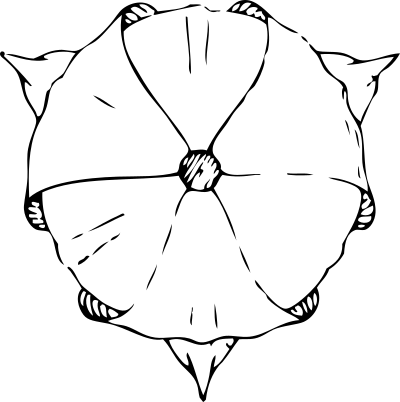 Tulip top view clipart