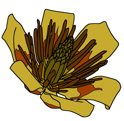 Tulip Tree Flower -- Liriodendron Tulipifera clipart