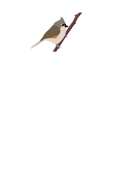 Turfted Titmouse clipart