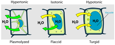 Turgor pressure on plant cells clipart