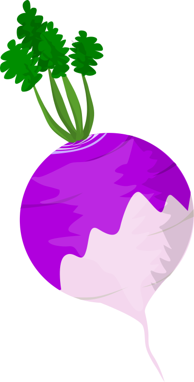 Turnip clipart