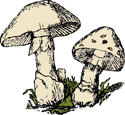 Two mushrooms clipart