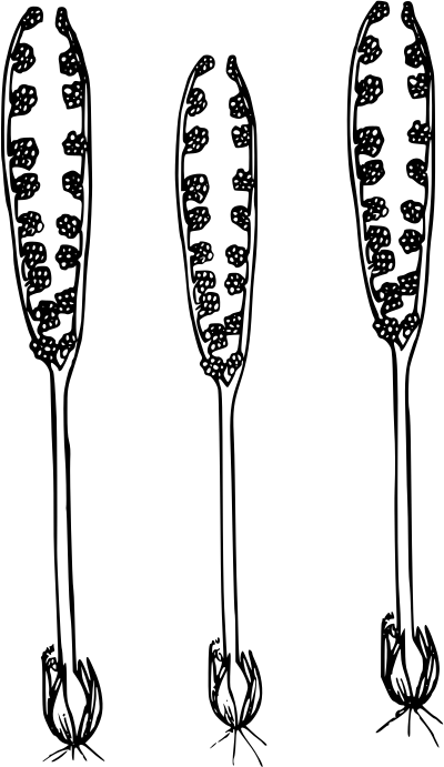 Two-spiked moonwort clipart