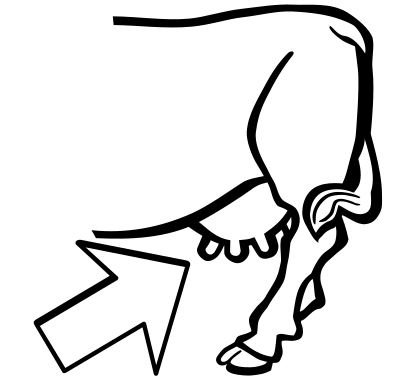 Udder - lineart clipart