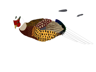 Unfinished pheasant clipart