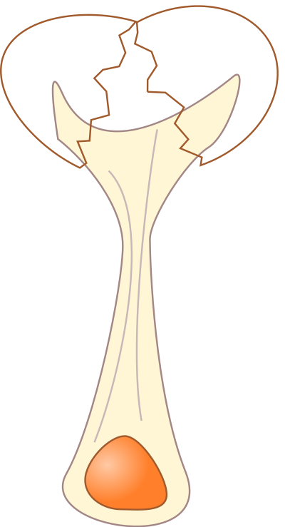 Uovo rotto - broken egg clipart