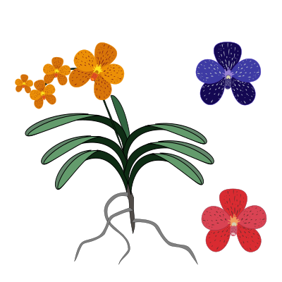 Vanda clipart