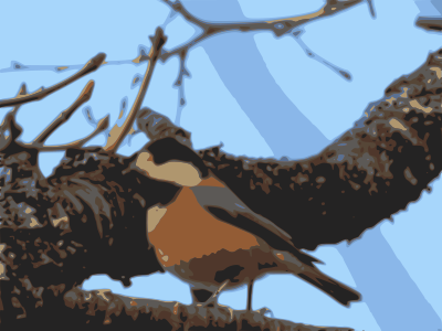 Varied tit clipart