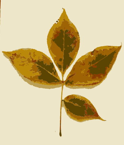 Various Missouri tree leaves clipart