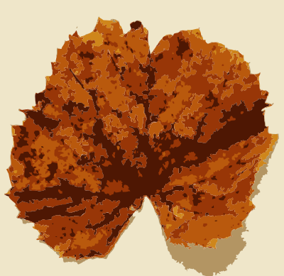 Various Missouri tree leaves 2 clipart