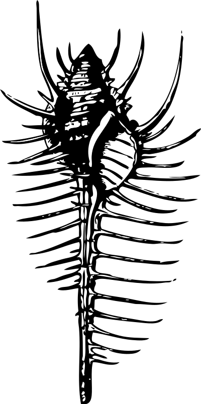 Venus' comb clipart