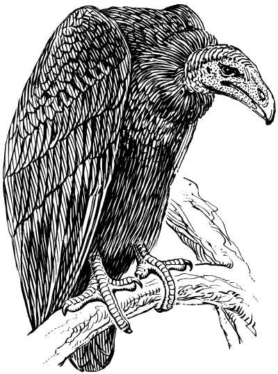 Vulture clipart