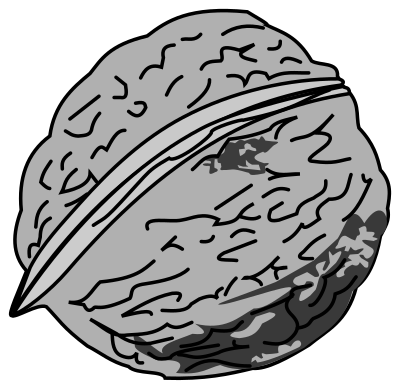Walnut clipart