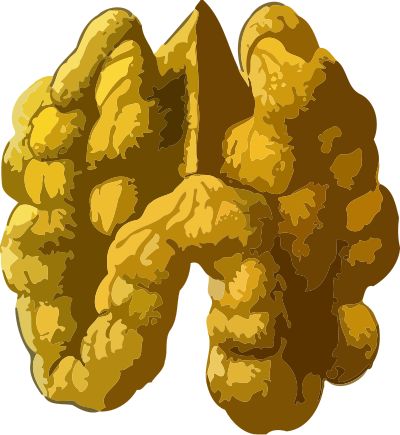 Walnut 2 (low resolution) clipart