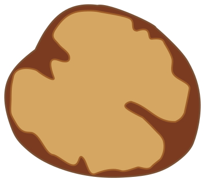 Walnut kernel clipart