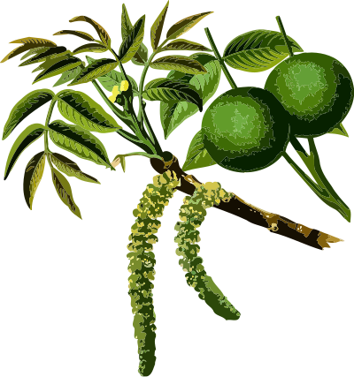 Walnut tree (low resolution) clipart