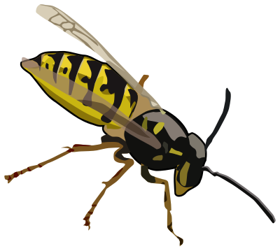 Wasp clipart