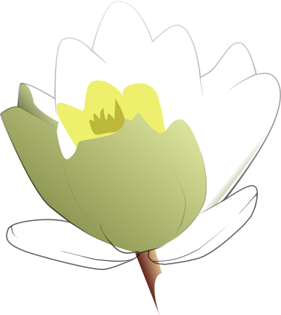 Water Lily clipart