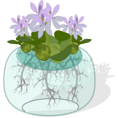 Water plant clipart
