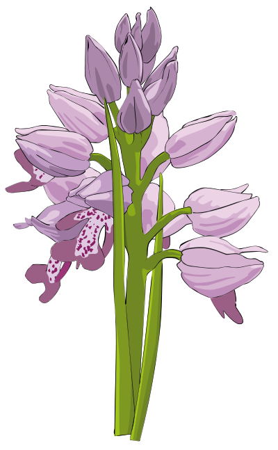 Wild Orchid clipart