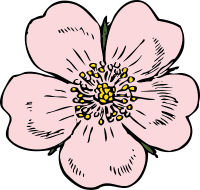 Wild rose clipart