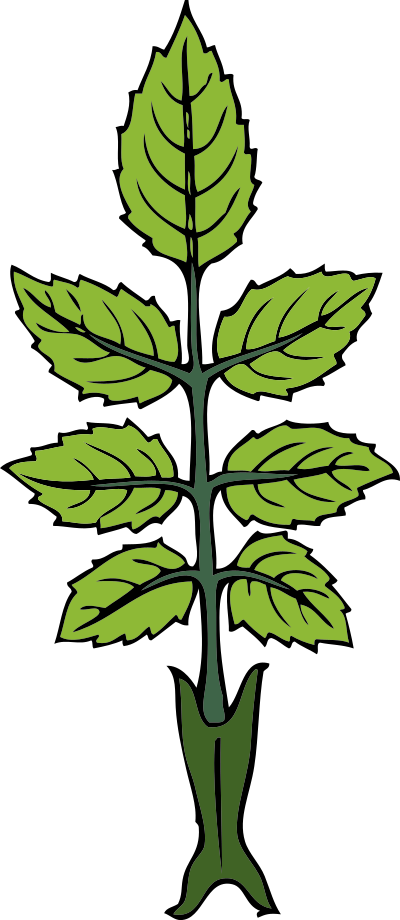 Wild rose branch clipart