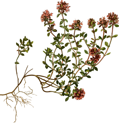 Wild thyme (low resolution) clipart