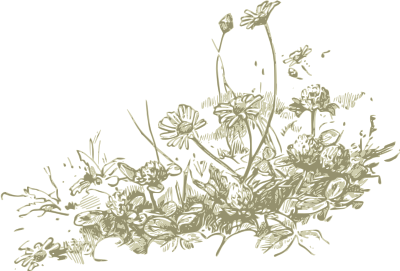 Wildflowers - more detail clipart