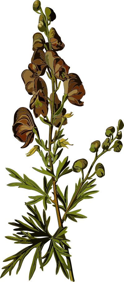 Wolfsbane (smaller file) clipart
