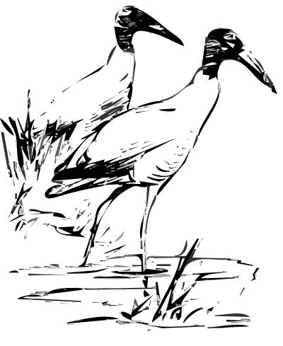 Wood Ibis clipart