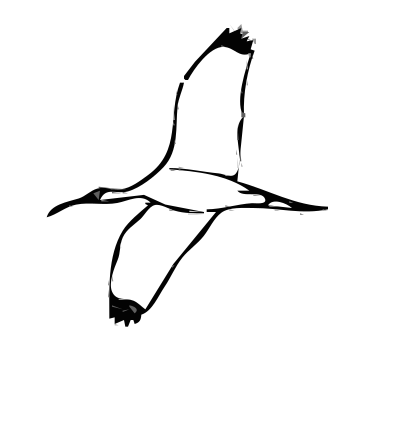 Wood Ibis 2 clipart