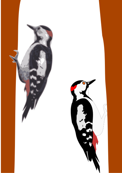 Woodpecker clipart