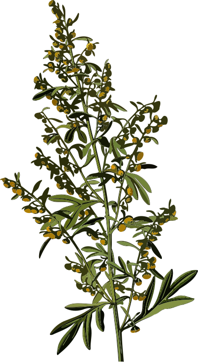 Wormwood (smaller file) clipart