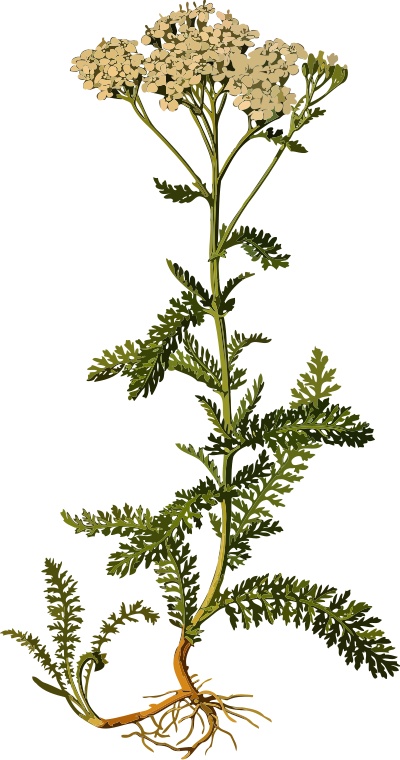 Yarrow (smaller file) clipart