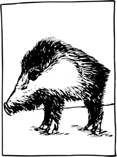 Year of the Boar clipart