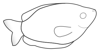 Yellow Gourami clipart